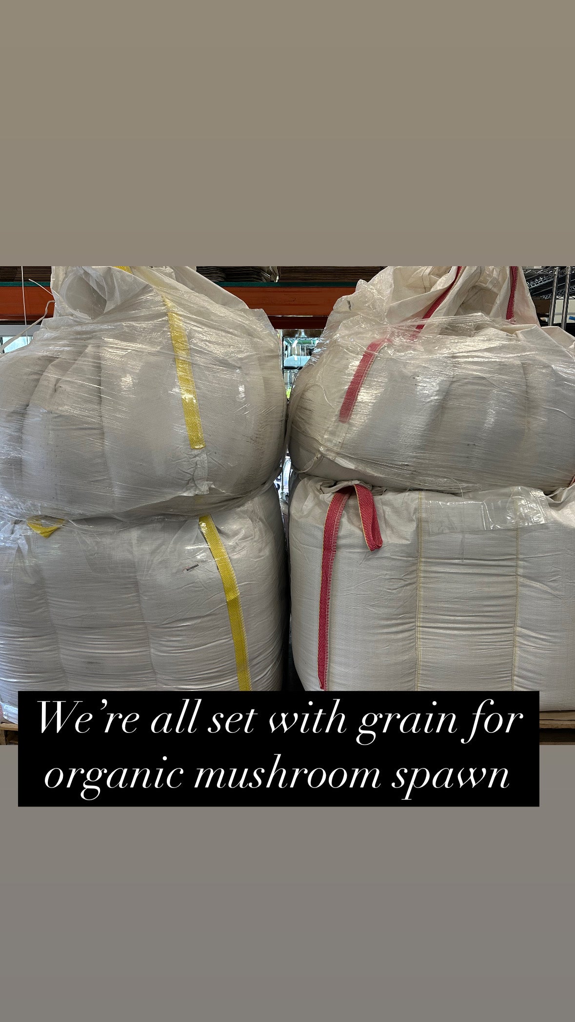 Mushroom Grain Spawn - 6 lb