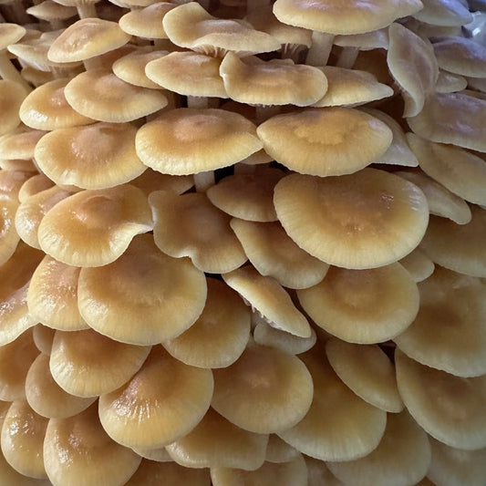 Golden oyster mushrooms