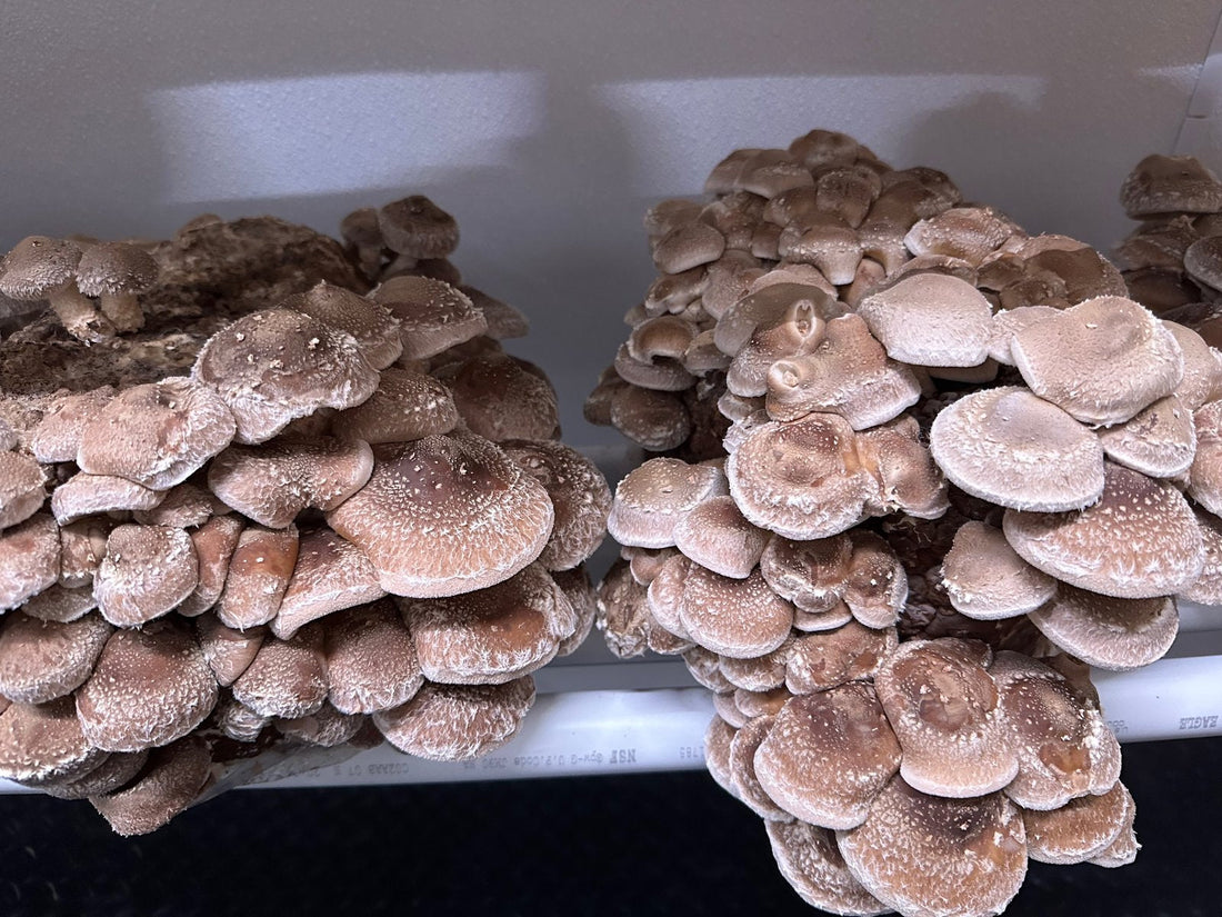 Fresh shiitake mushrooms