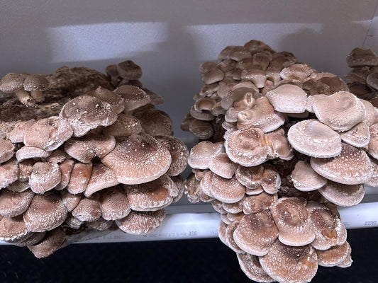 Fresh shiitake mushrooms