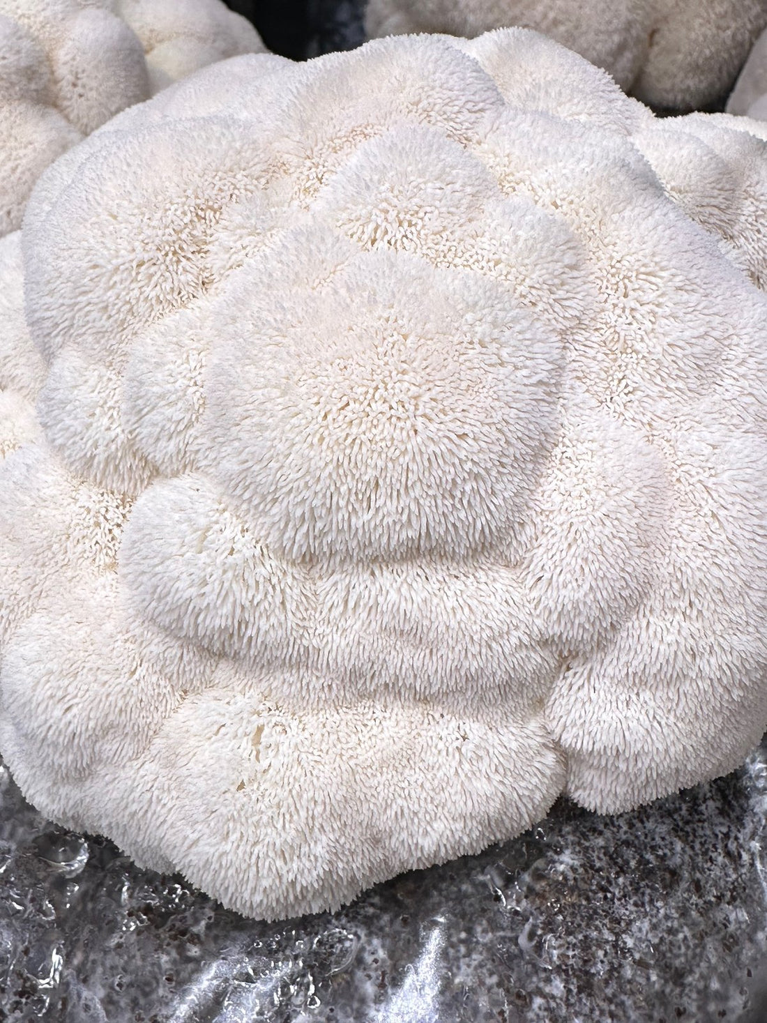 Fresh lion's mane mushroom