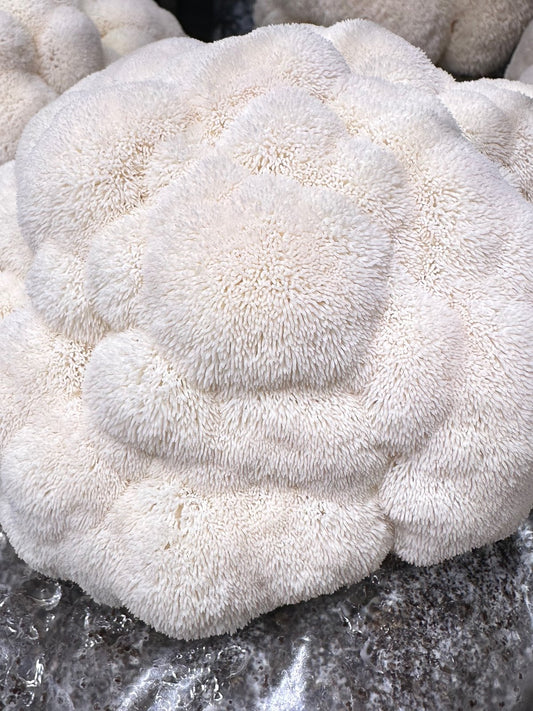 Fresh lion's mane mushroom