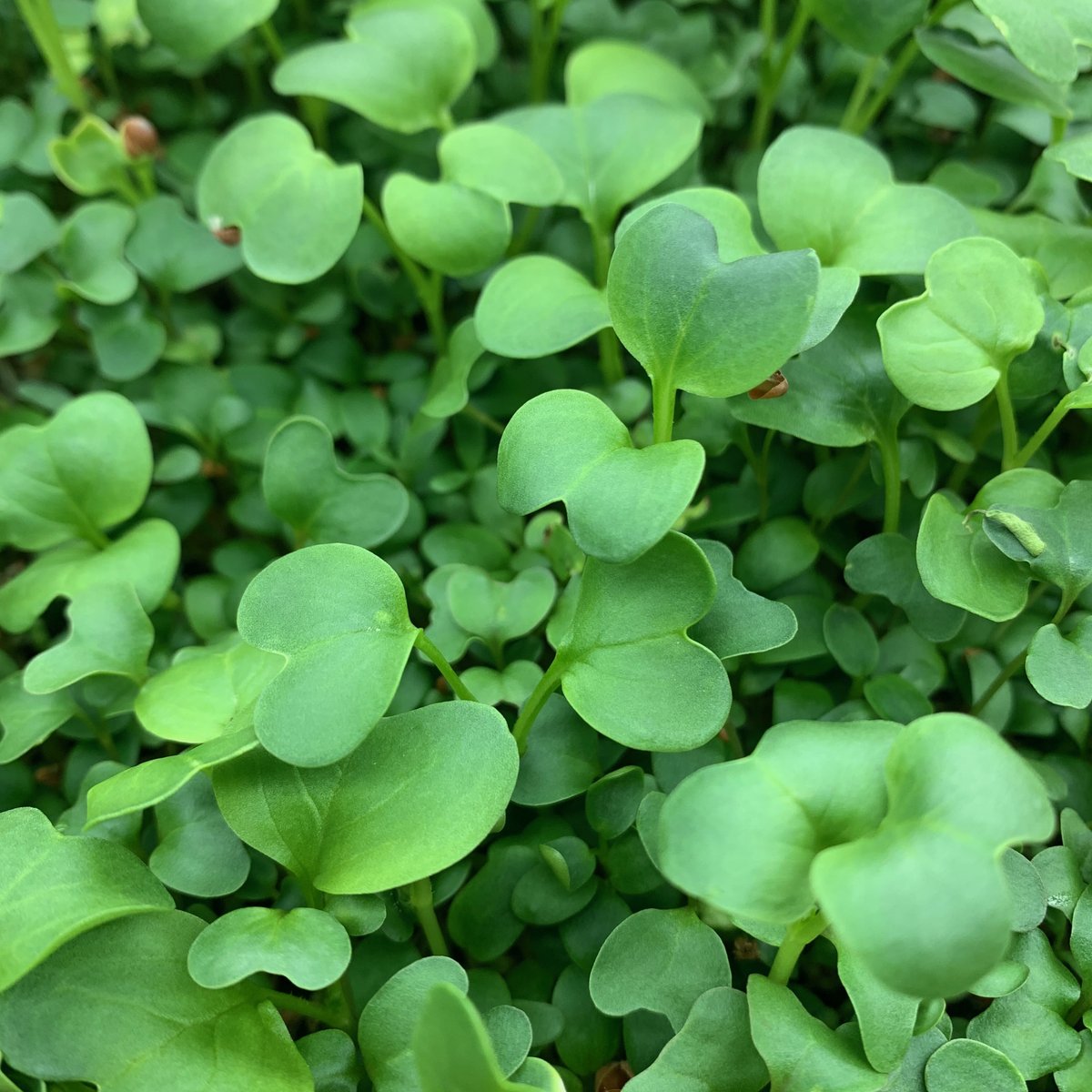 Fresh organic microgreens