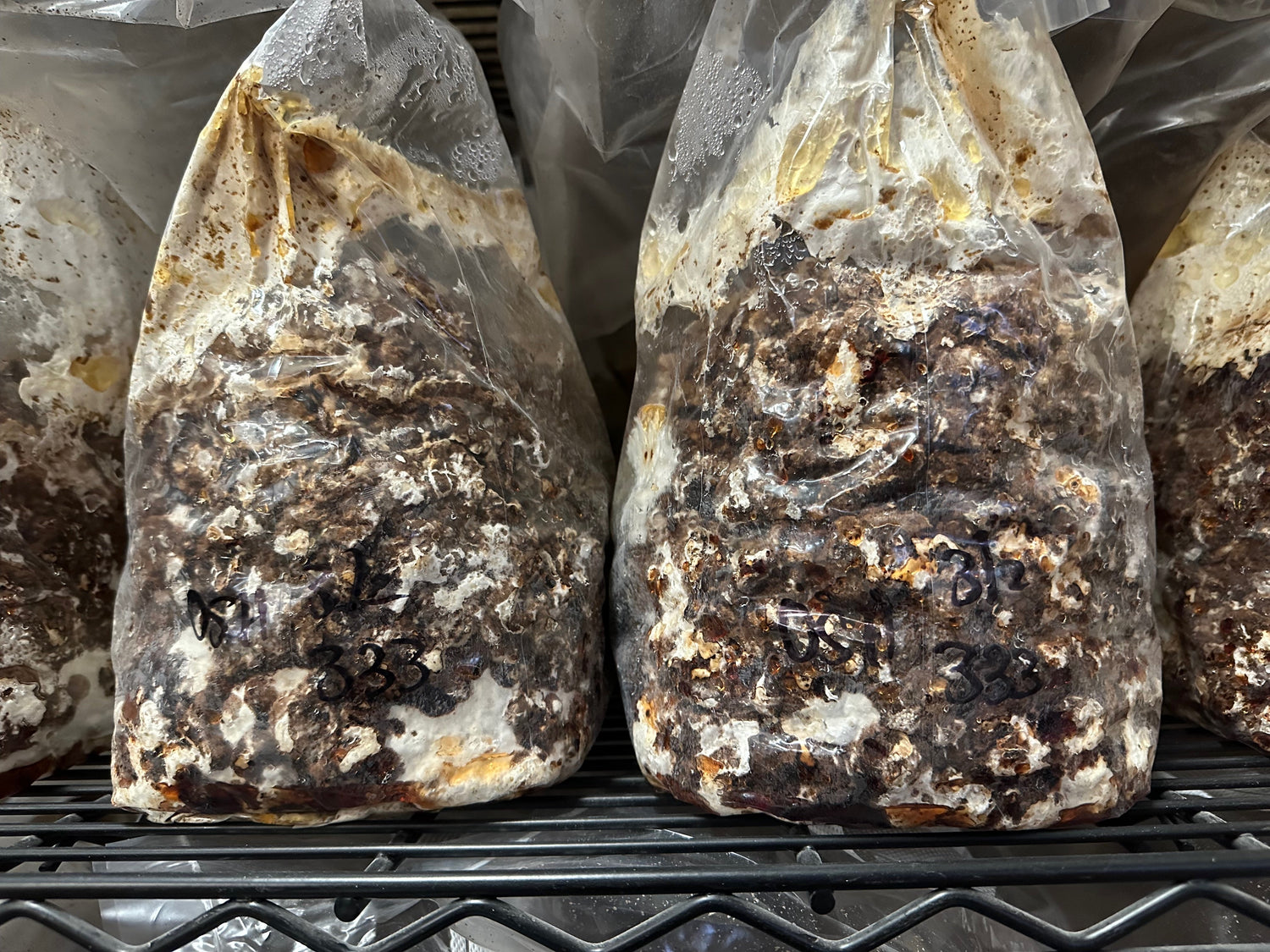 Mushroom fruiting blocks ready to grow at home
