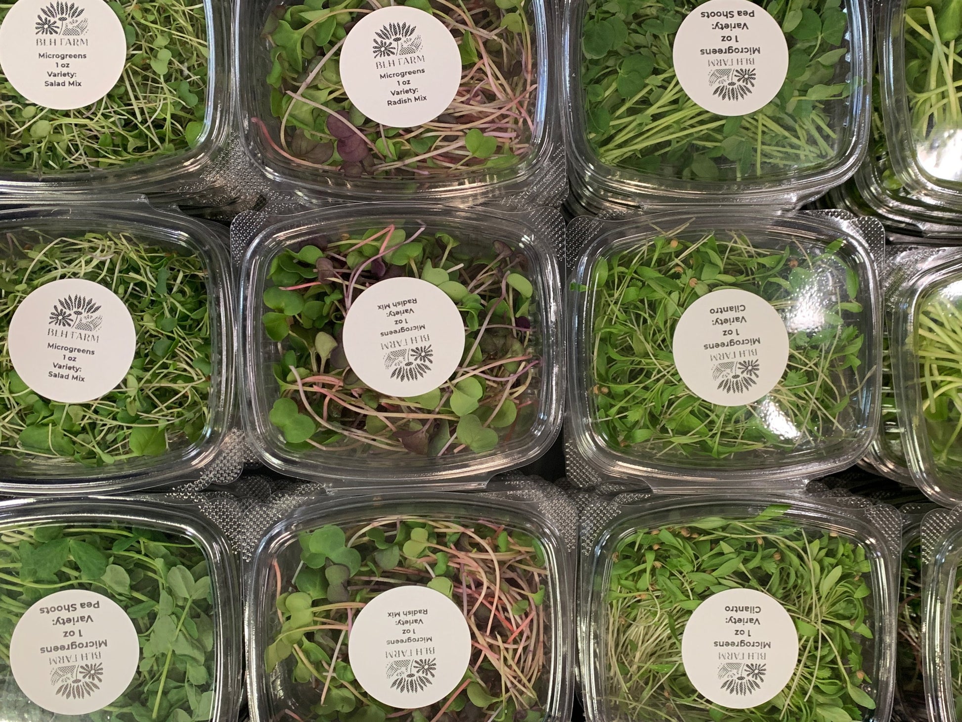 Microgreens tray