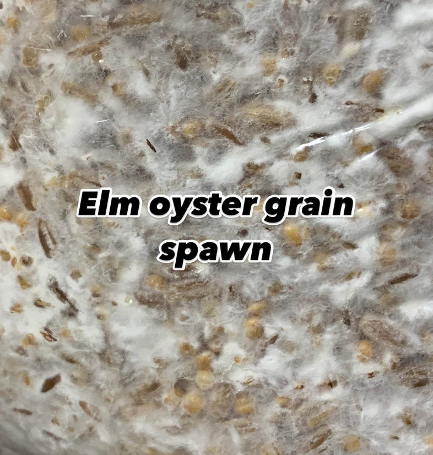 Mushroom Grain Spawn - 6 lb