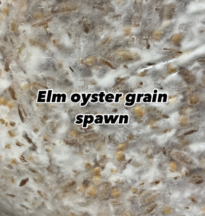 Elm oyster mushroom grain spawn mycelium close-up - BLH Farm