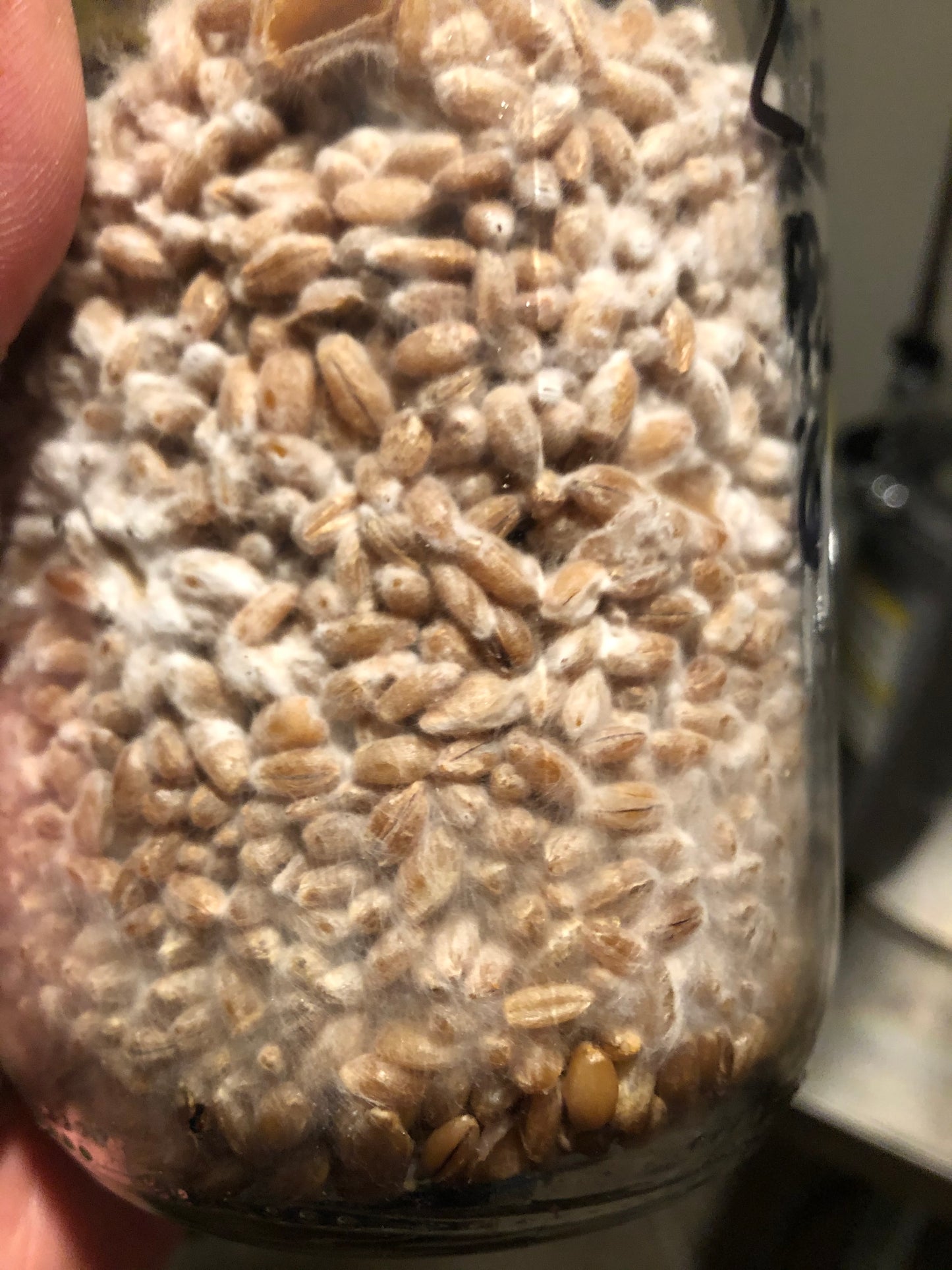 Mushroom Grain Spawn - 6 lb