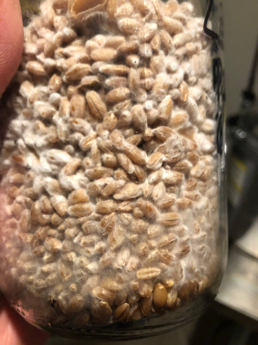 Close-up of mushroom grain spawn colonizing jar - BLH Farm