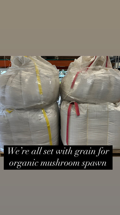 Bulk bags of organic grain for BLH Farm mushroom spawn production