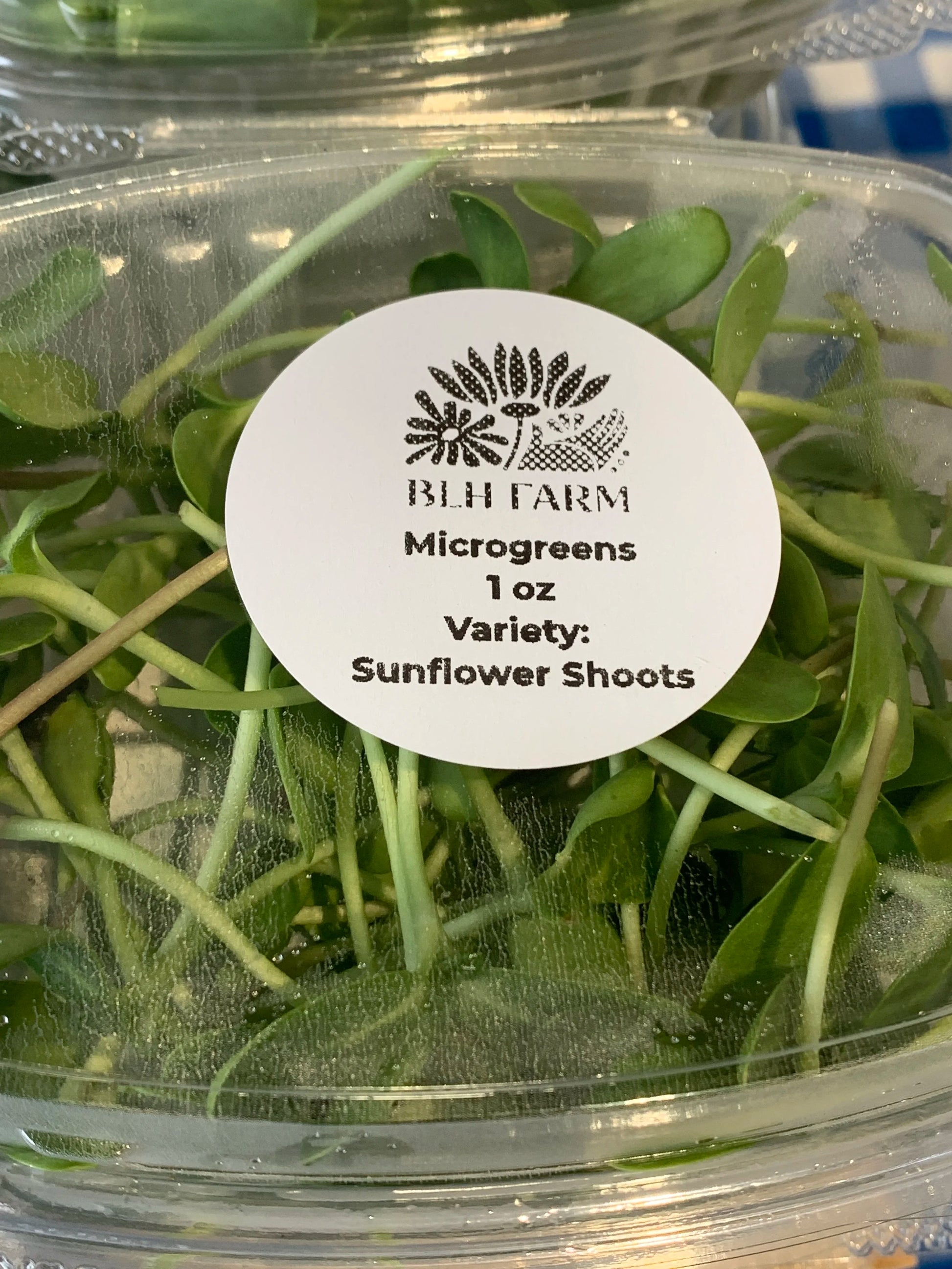 Microgreens close up