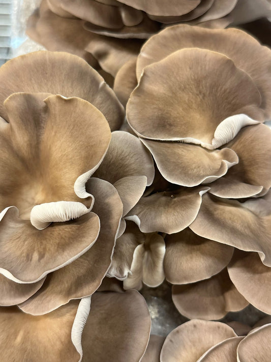 Fresh oyster mushrooms in the 3 lb box