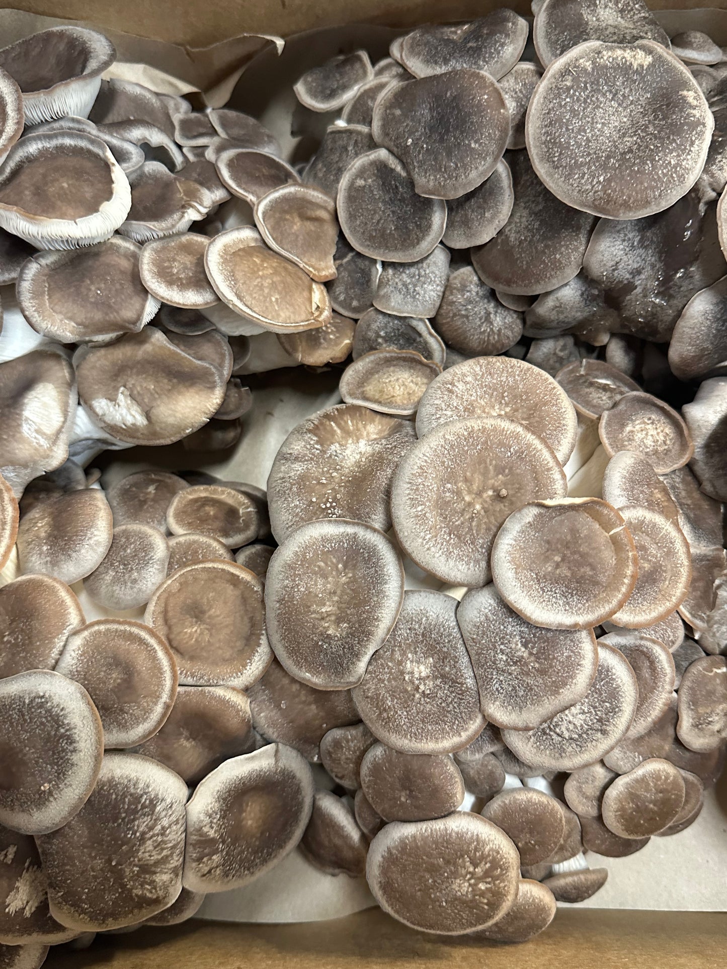 Fresh black pearl oyster mushrooms