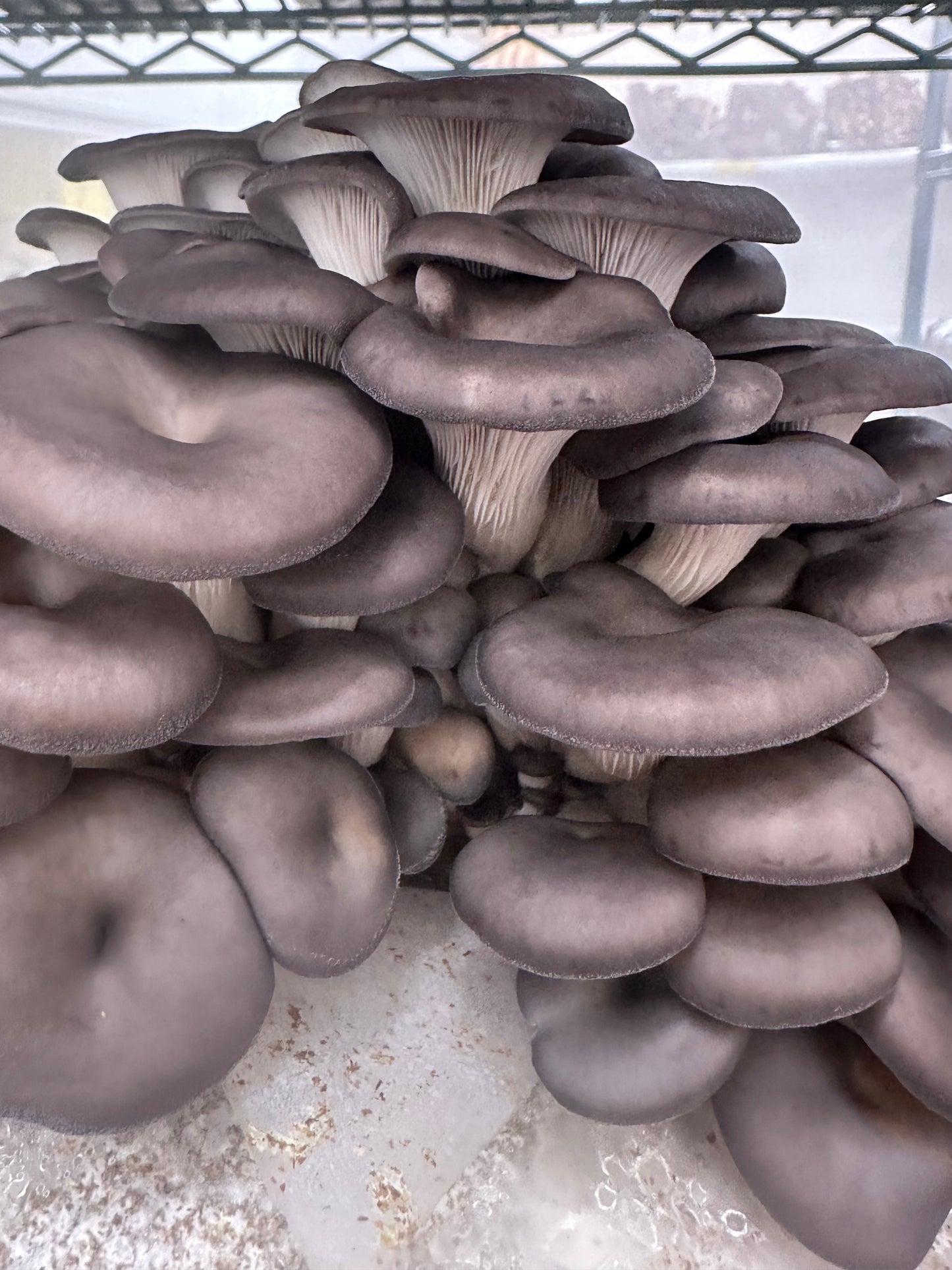 Fresh chocolate oyster mushrooms