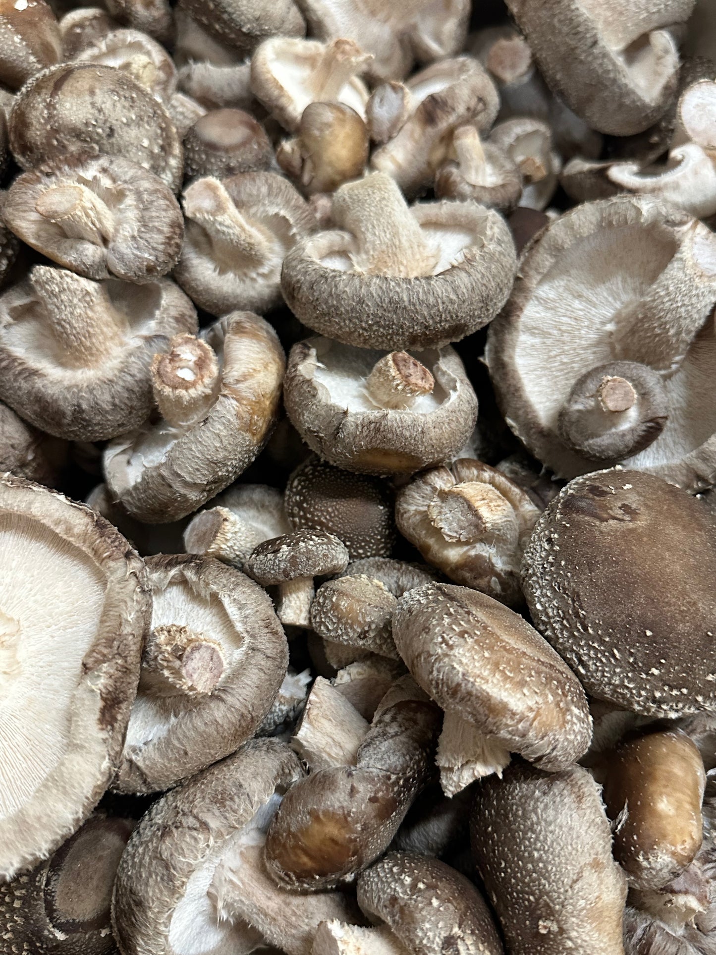 Fresh shiitake mushrooms