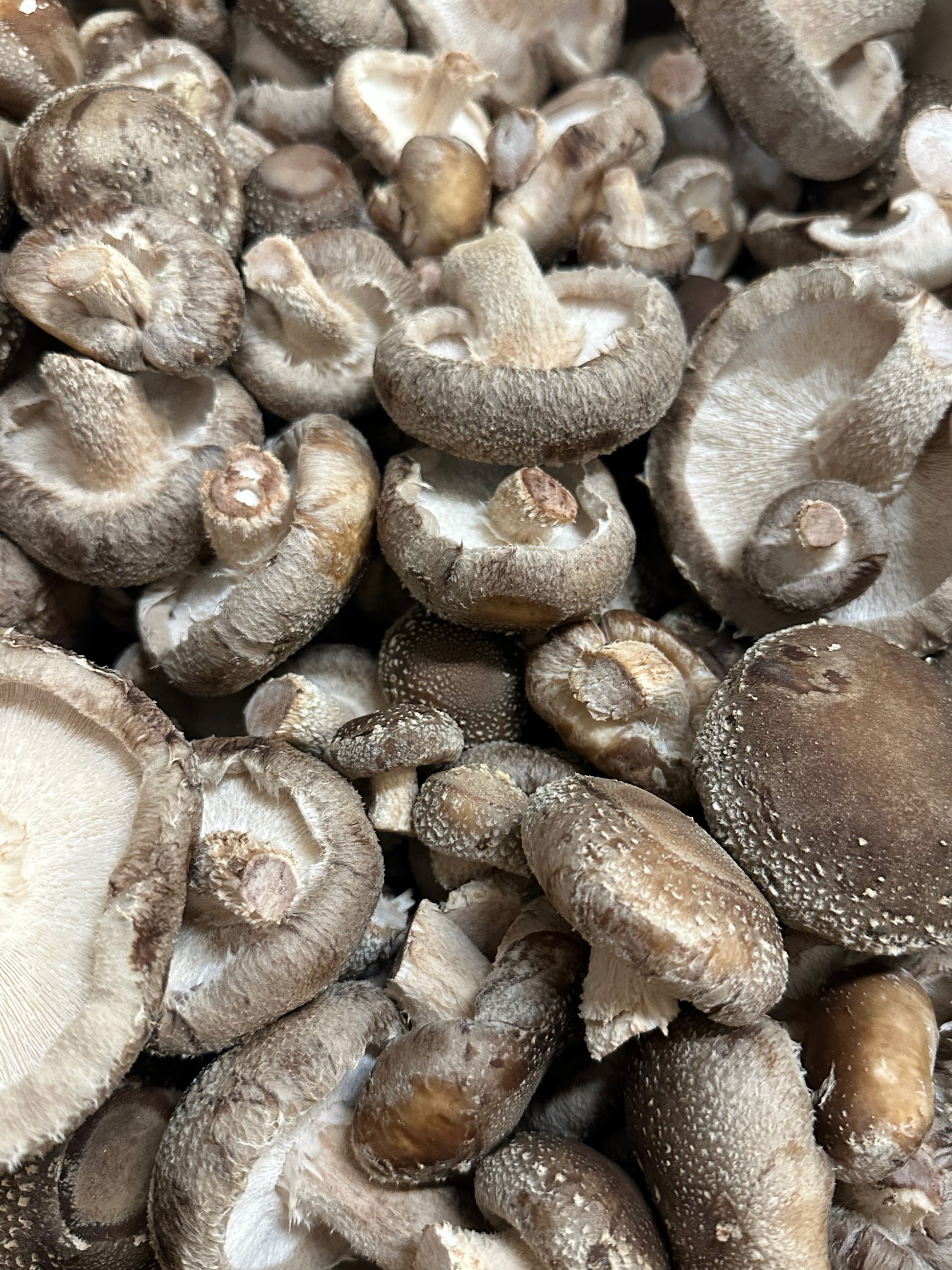 Fresh shiitake harvest
