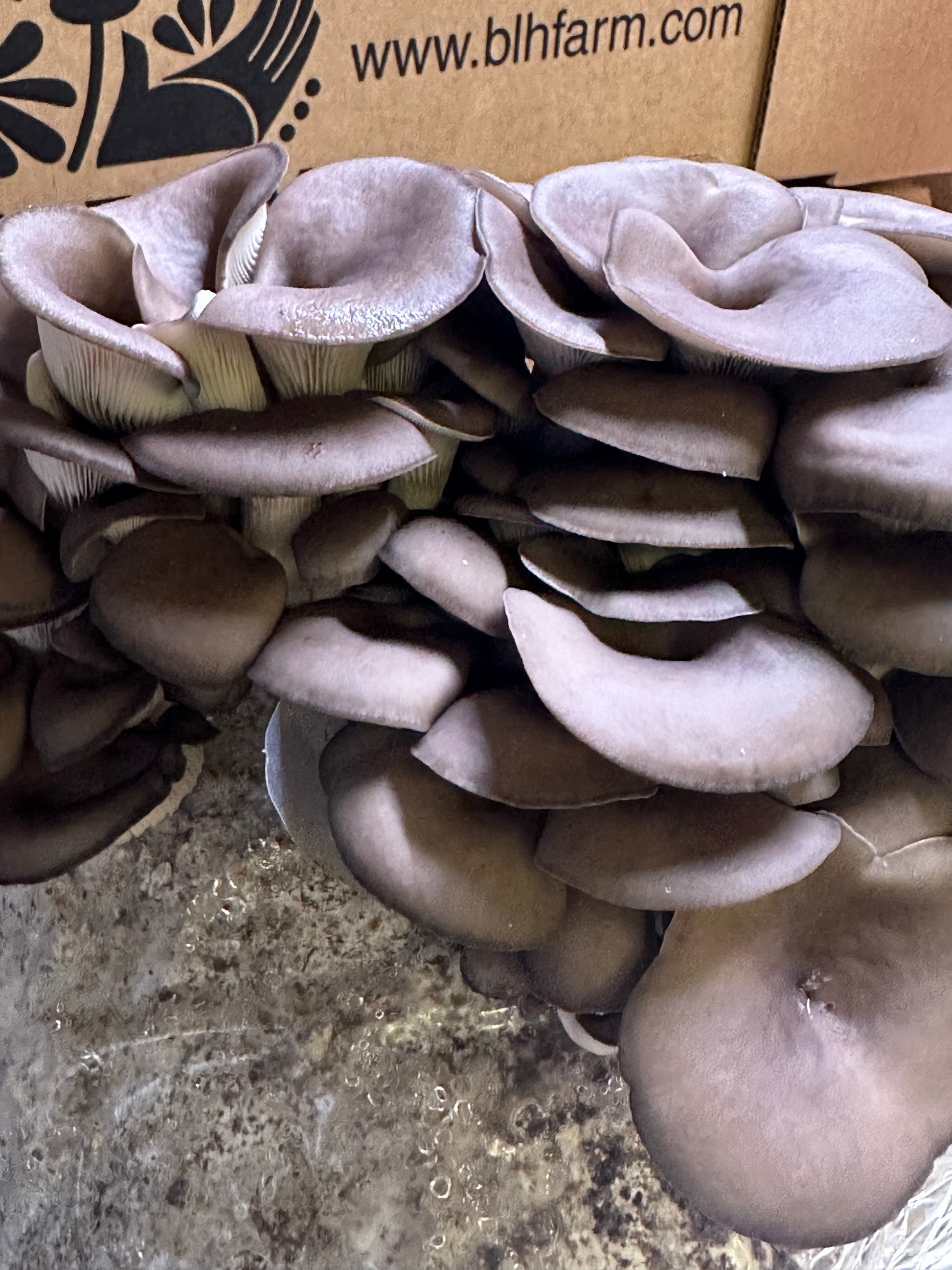 Fresh blue oyster mushrooms