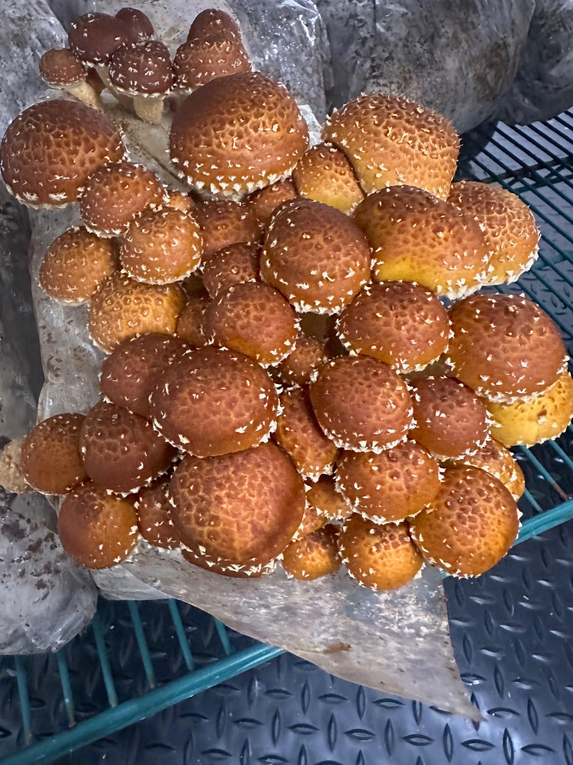 Fresh chestnut harvest