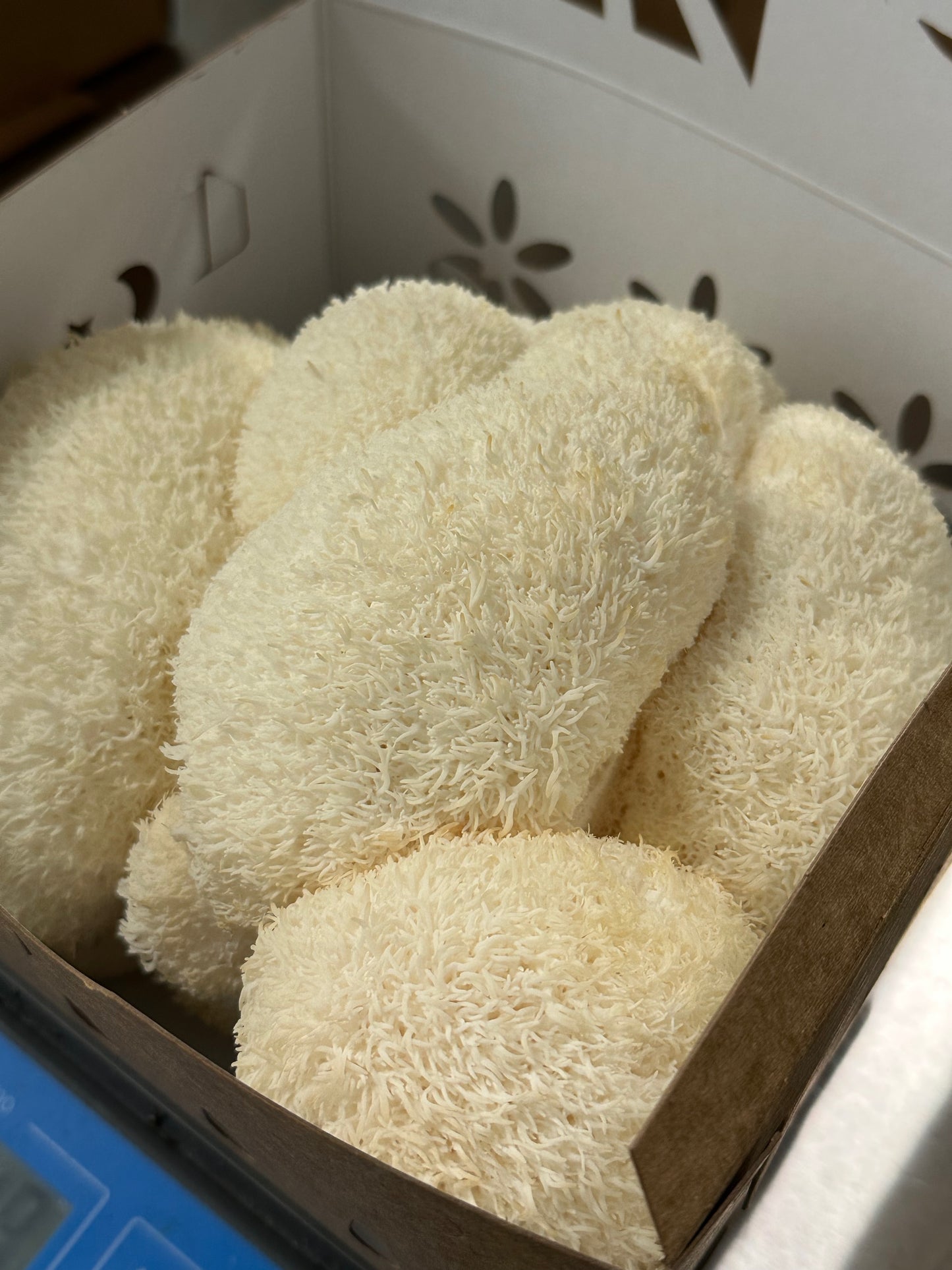 Fresh lion's mane