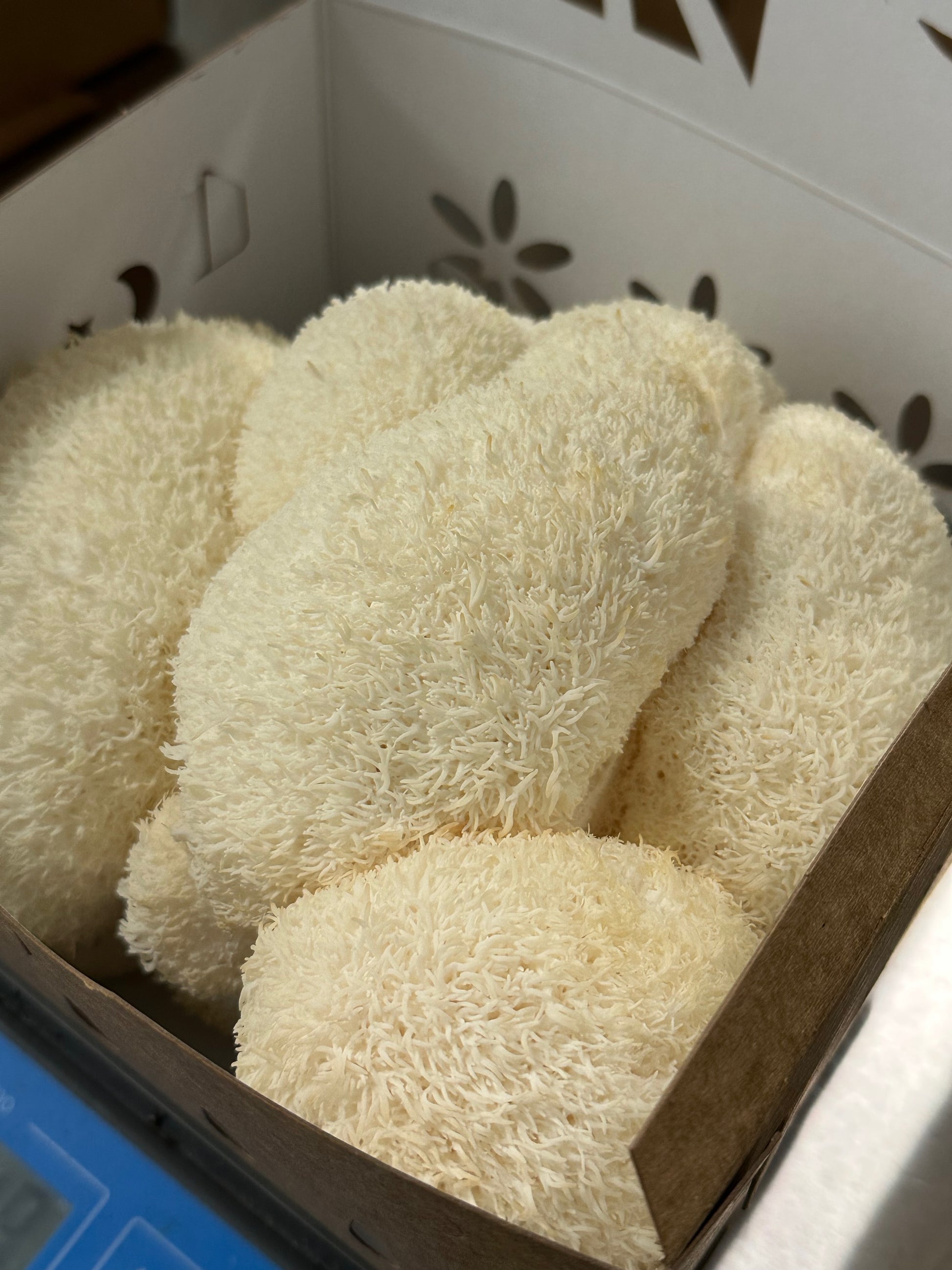 Fresh lion's mane harvest
