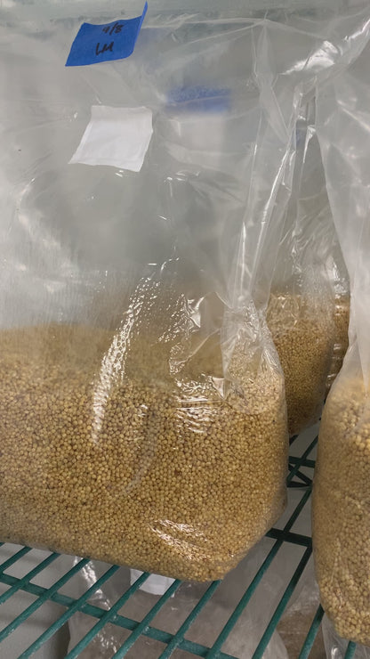 Bag of mushroom grain spawn ready for inoculation - BLH Farm