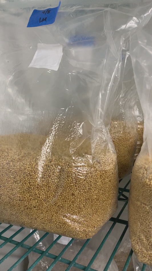 Mushroom Grain Spawn - 6 lb