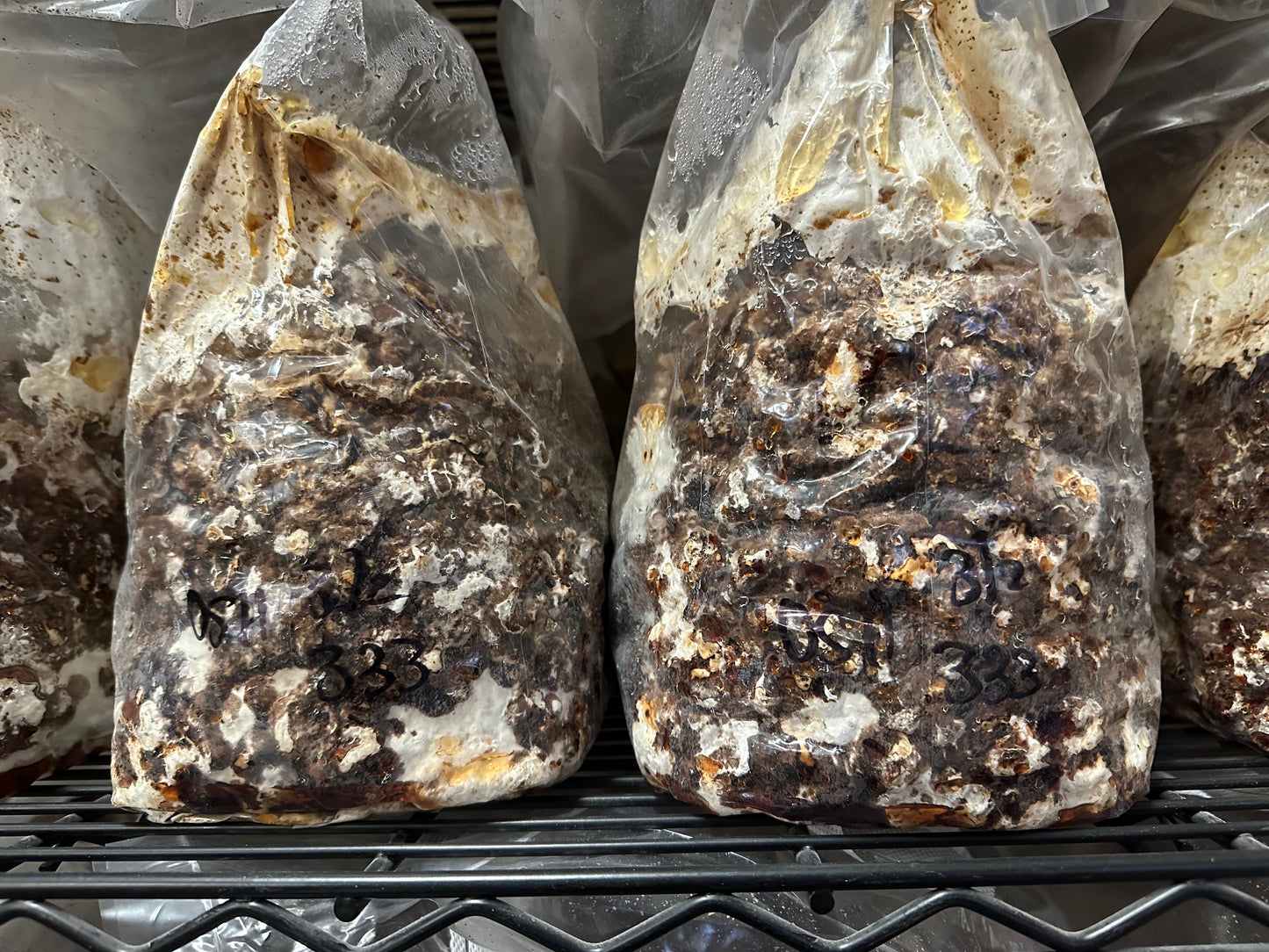 Fully colonized 8 lb fruiting block