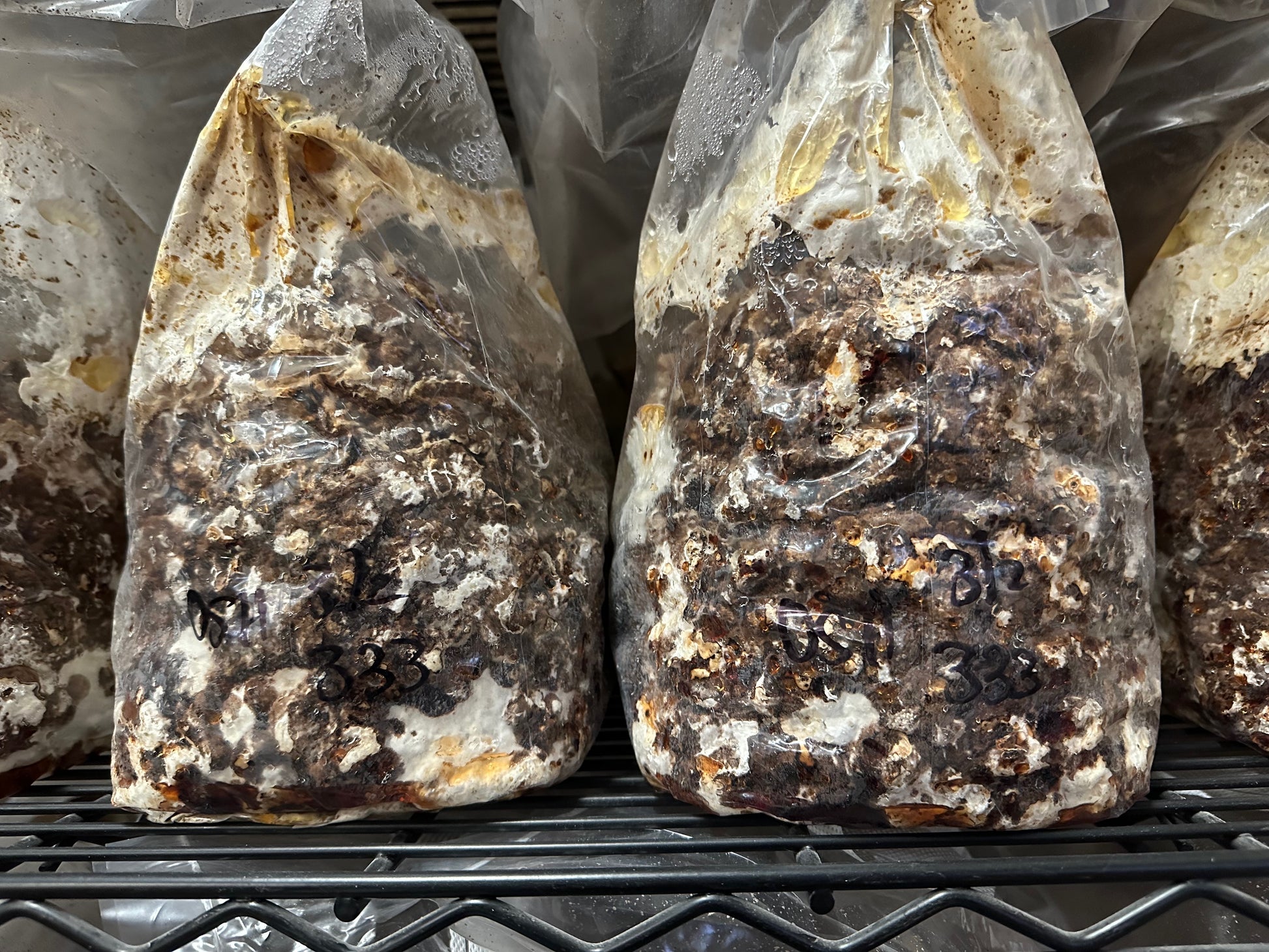 Fully colonized 8 lb fruiting block