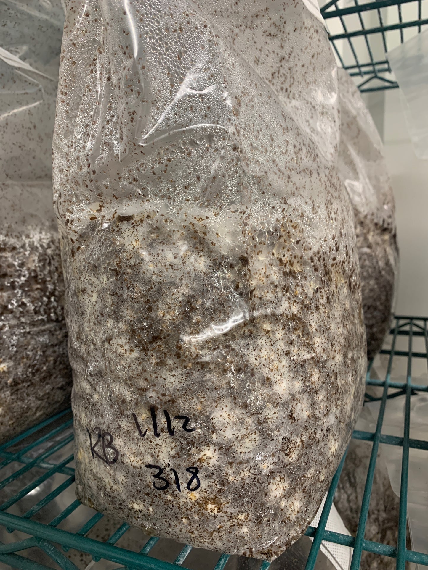 Fully colonized grain spawn bag